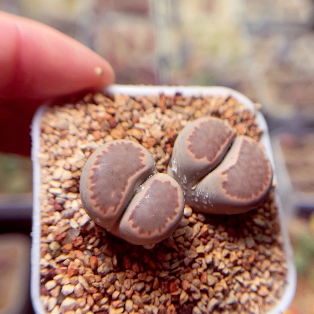 276号带盆盆包邮发货