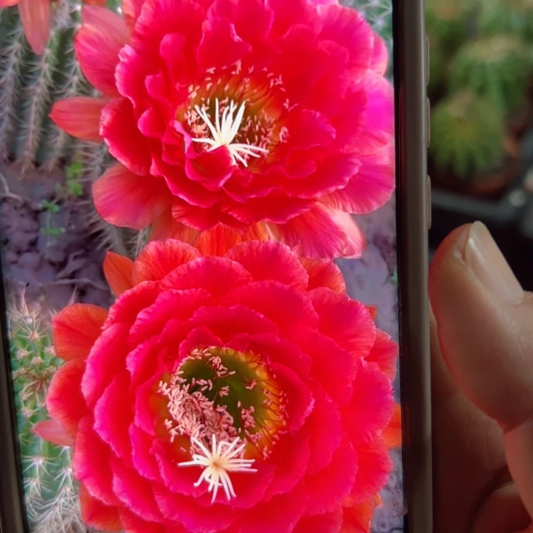 下40毛清清1号歪侧芽5公分左右20包邮