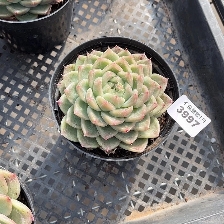 阿雅园艺。       3997钻石珍妮