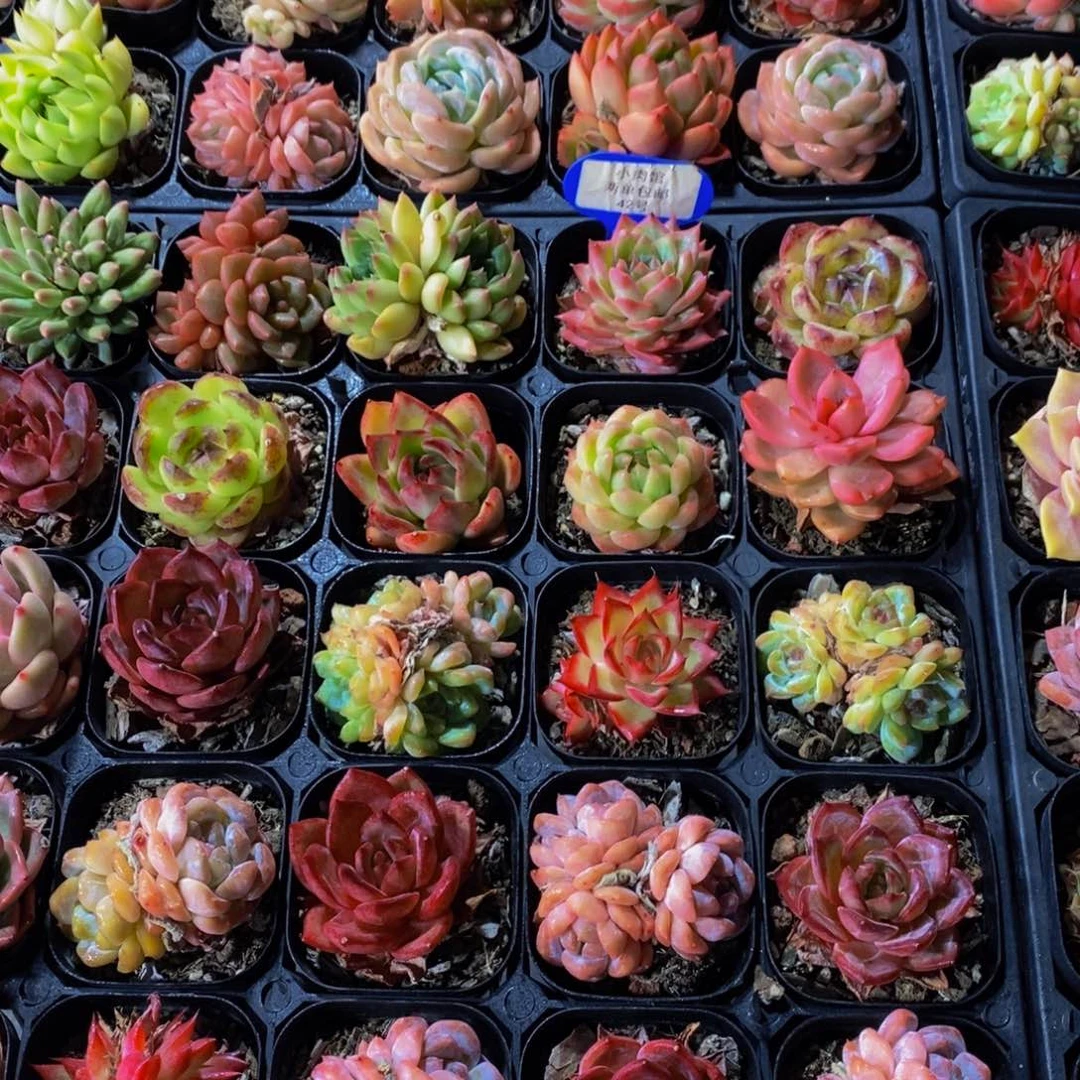 42-精品高货美肉五个