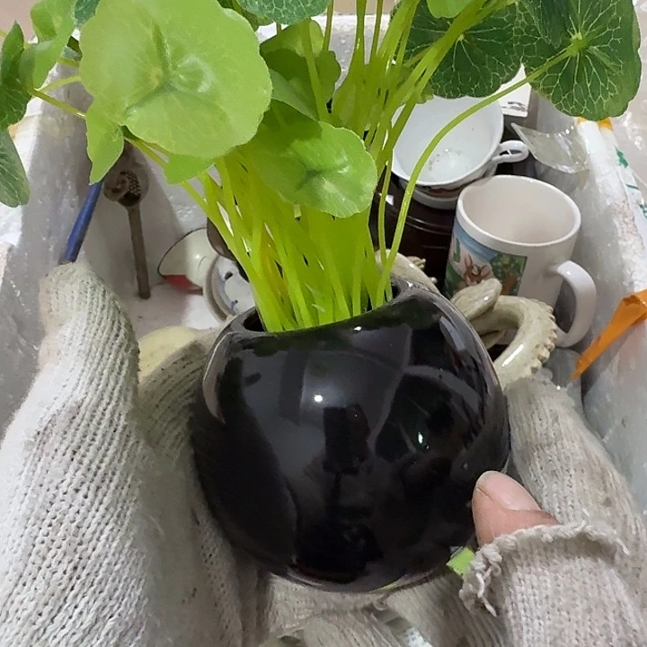 平***心扇子 哈哈哈哈哈哈宝贝宝贝不好