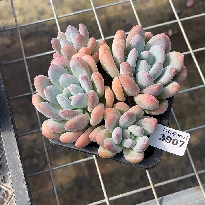 阿雅园艺。 3907香水