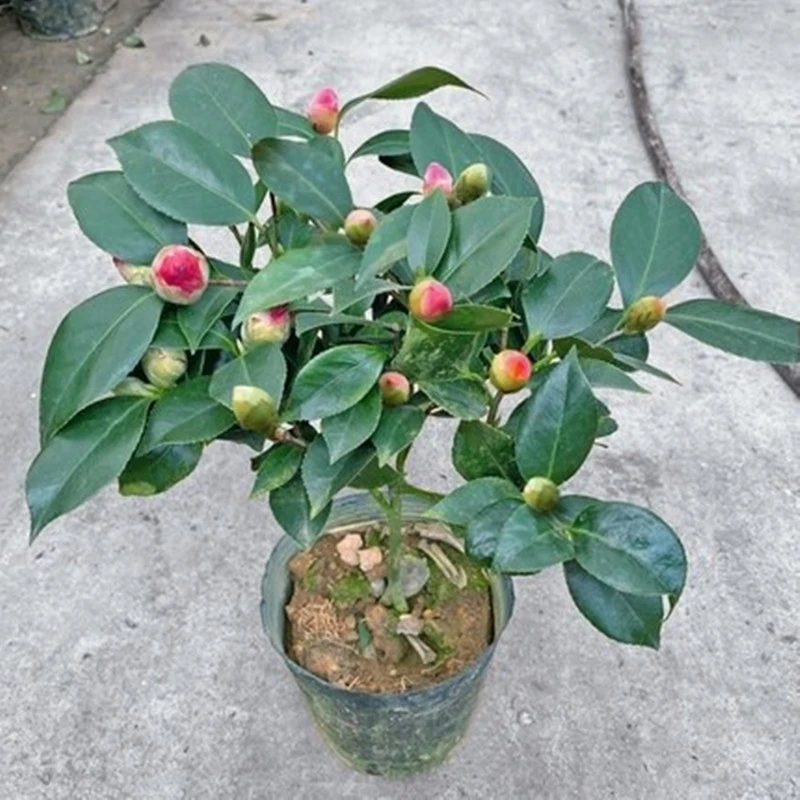 香妃山茶花盆栽带花苞花卉植物室内绿植好养耐寒树苗大花五色赤丹