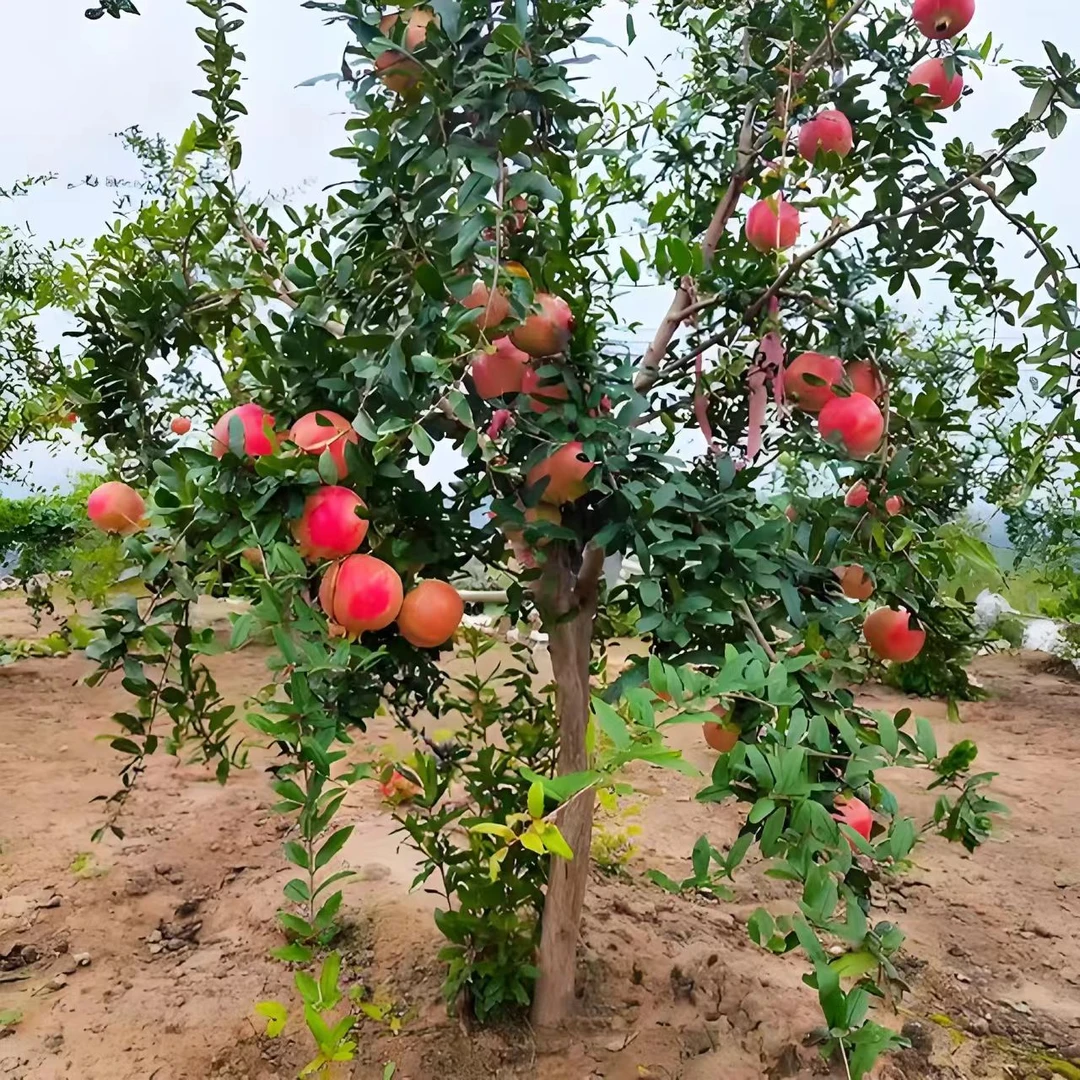 特大红宝石无籽甜石榴苗大果耐寒盆栽地栽南方北方种植当年结果苗