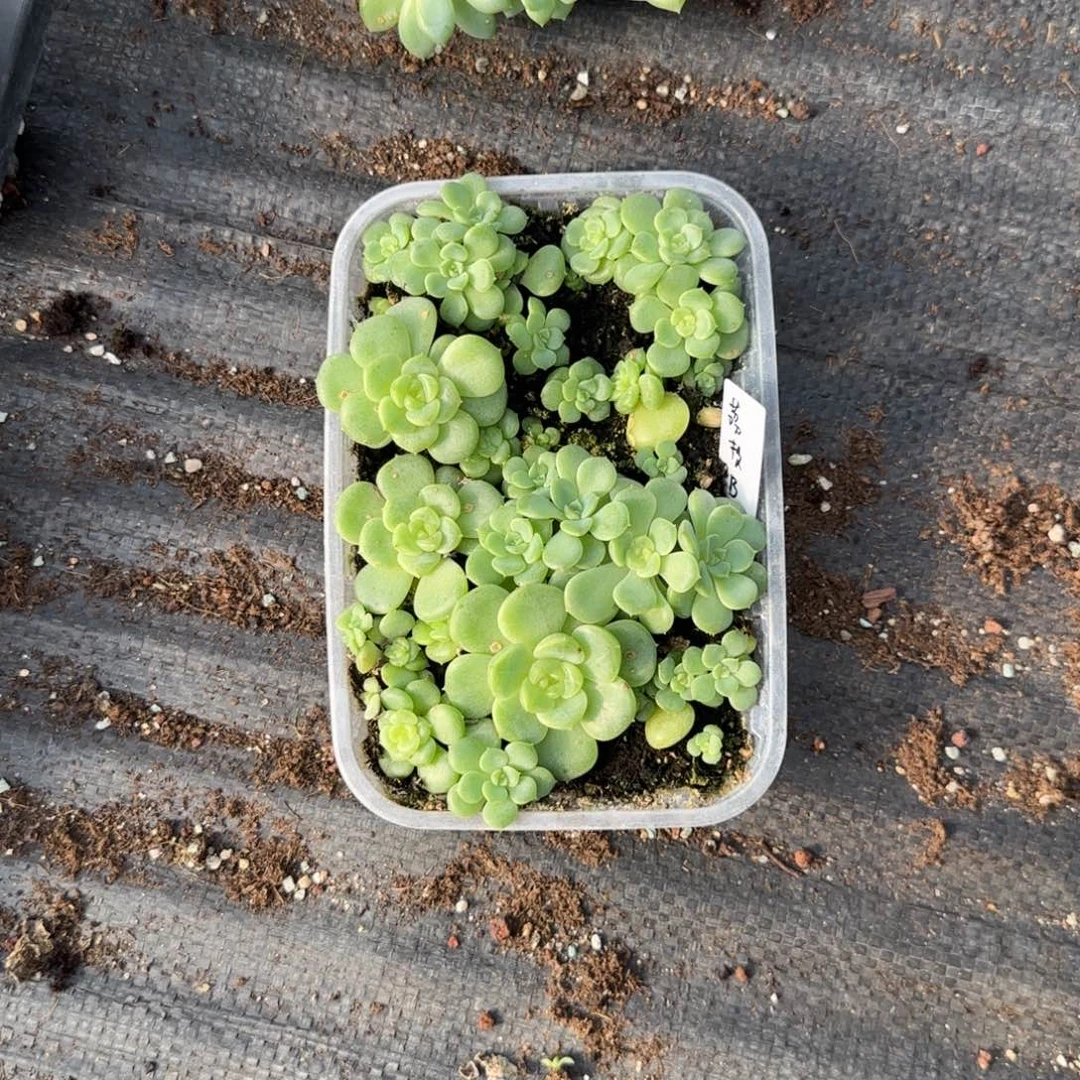 荔枝一盒中苗盆6床一个满25包