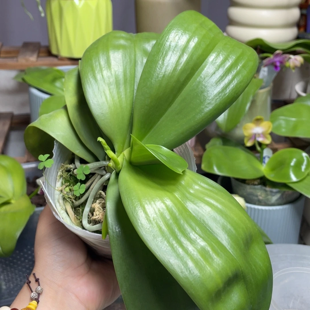 全部花苞3.5弥陀紫龙方阵