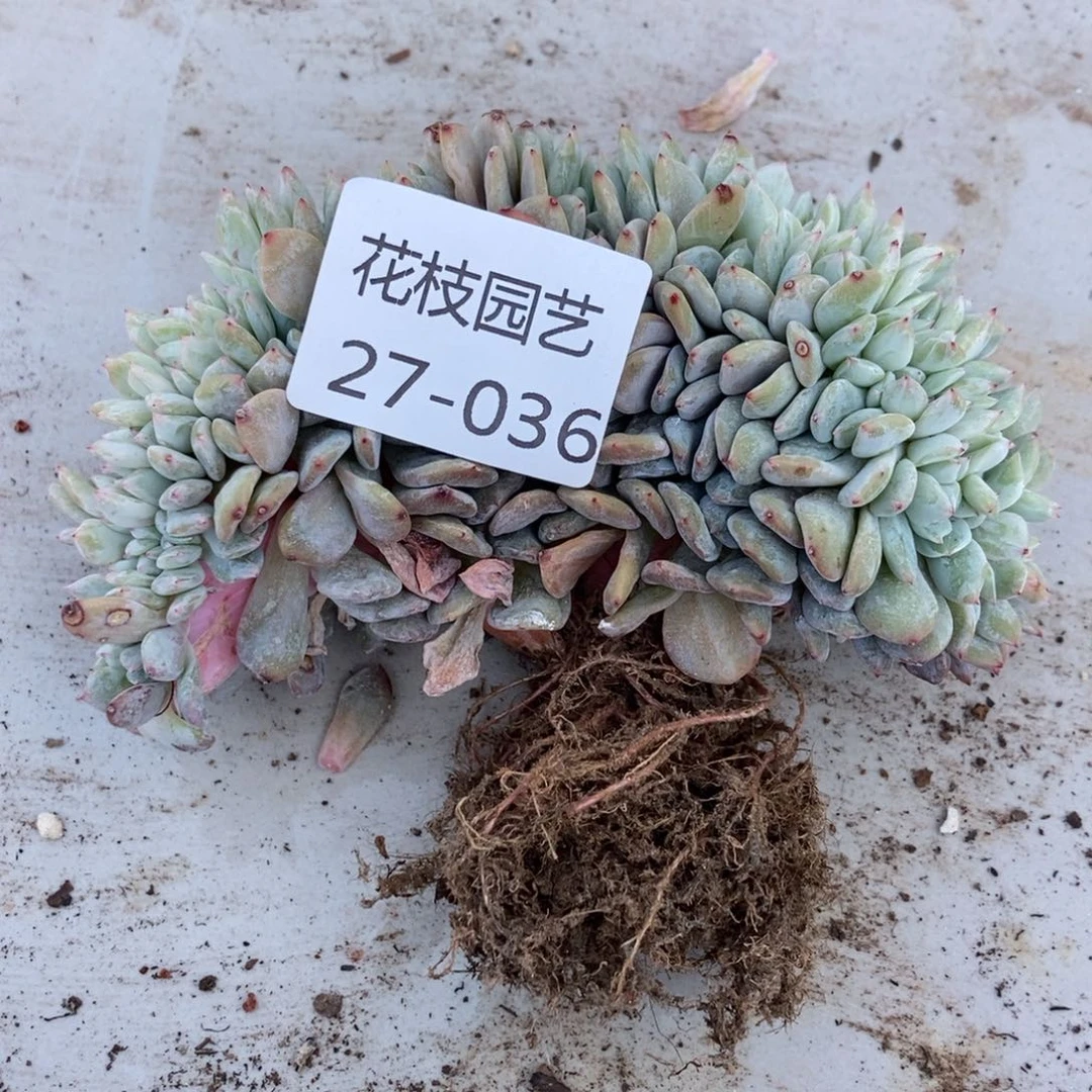 27-36石榴籽缀随机