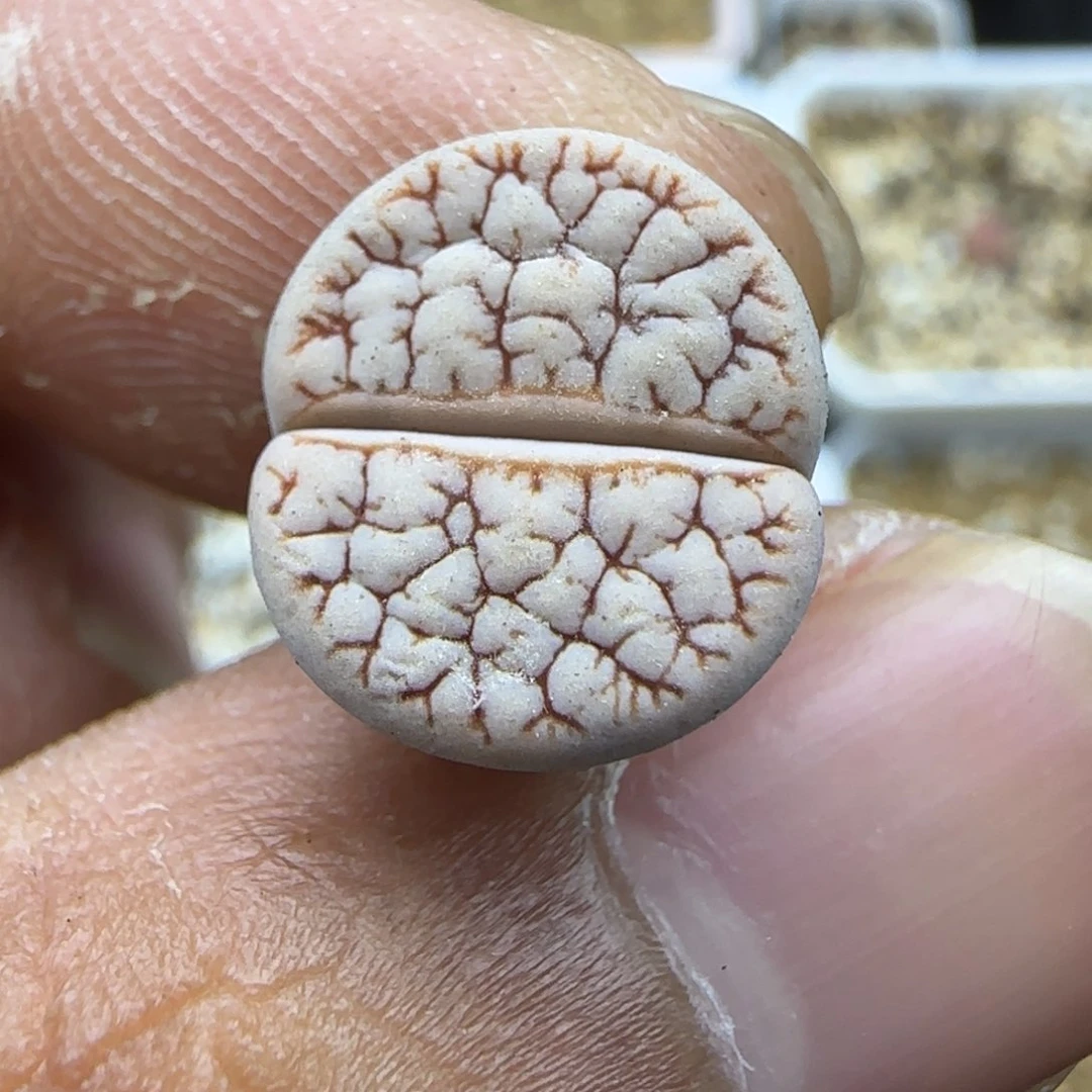 299 生石花大棚直播
