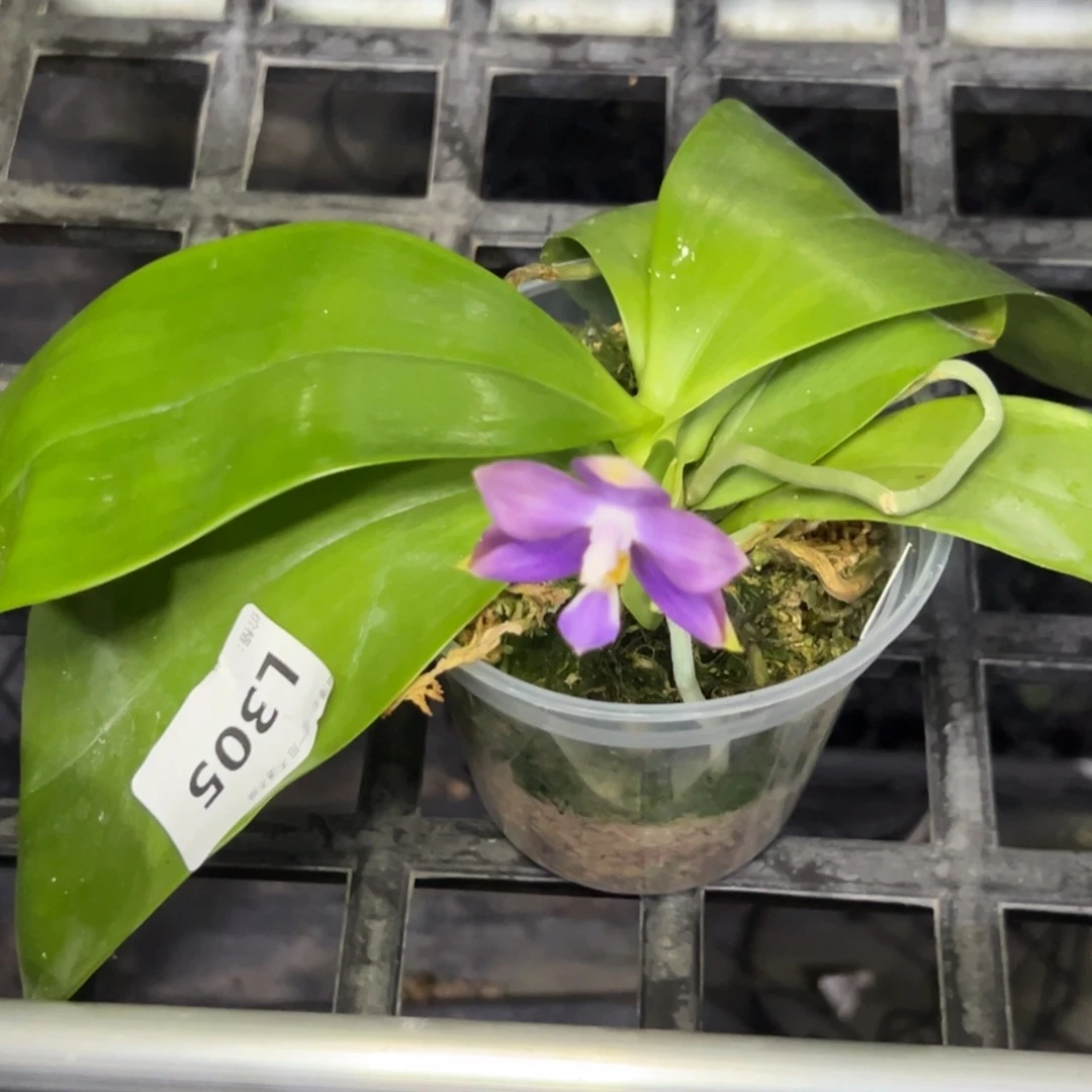 游***鱼完全开放l305三寸ys1209瑕疵少根