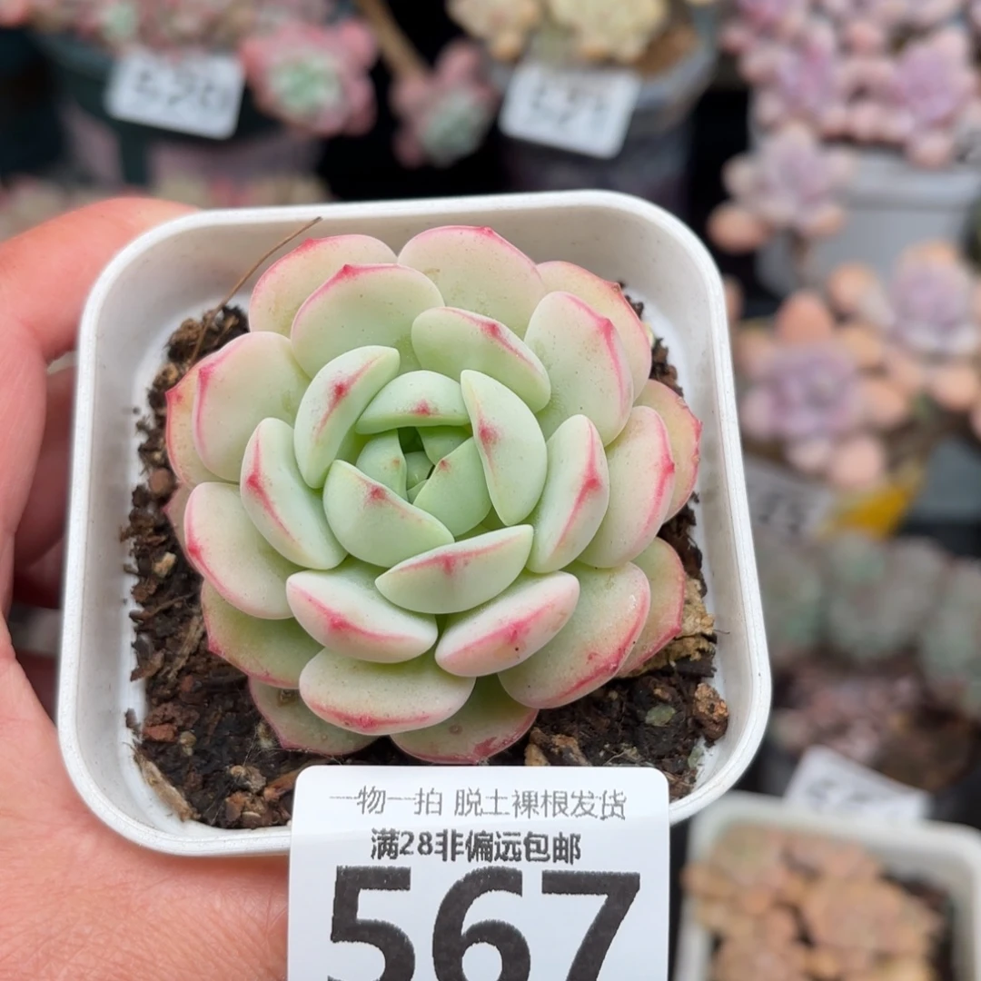 香草单头无盆土发货