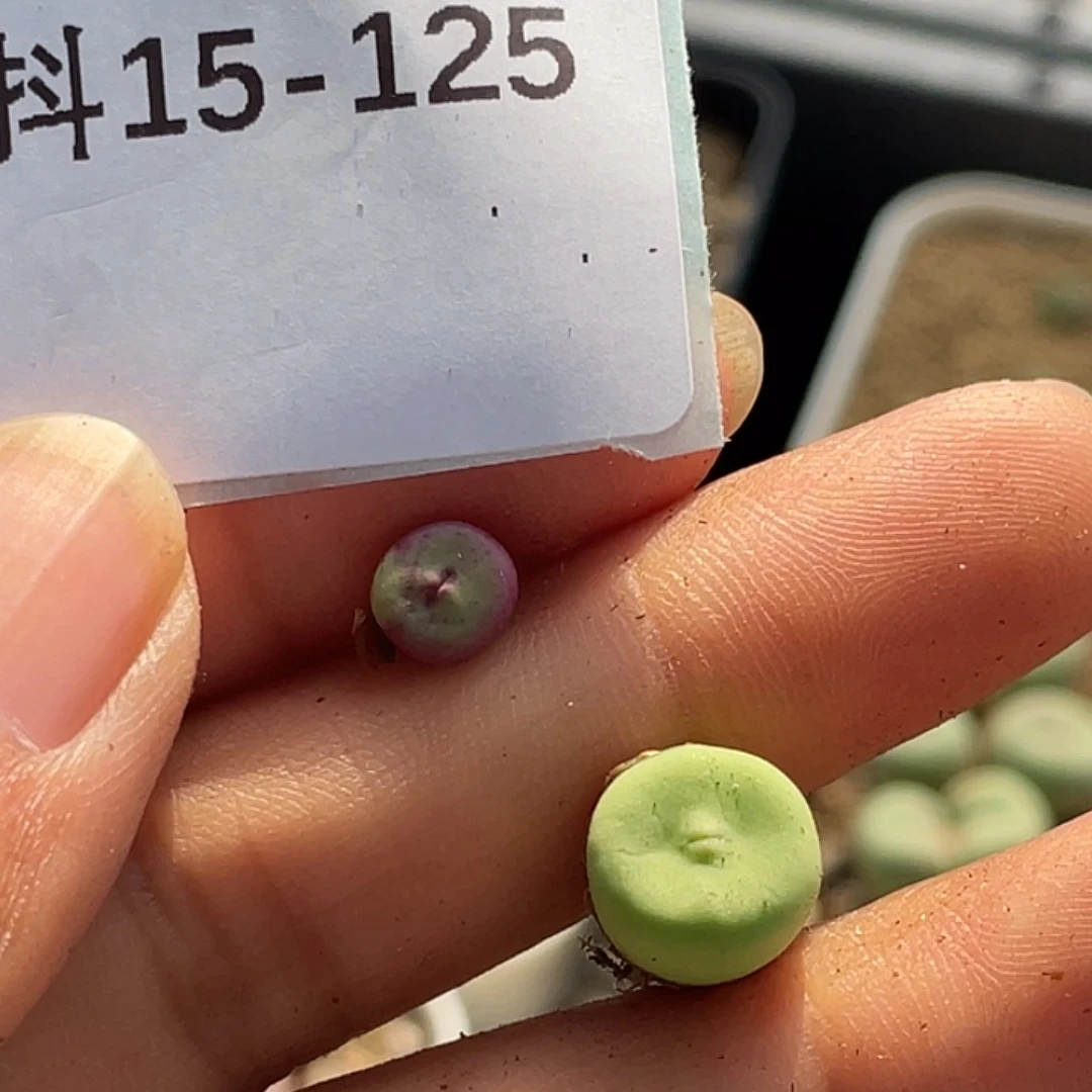 抱**·15-125肉锥多肉植物