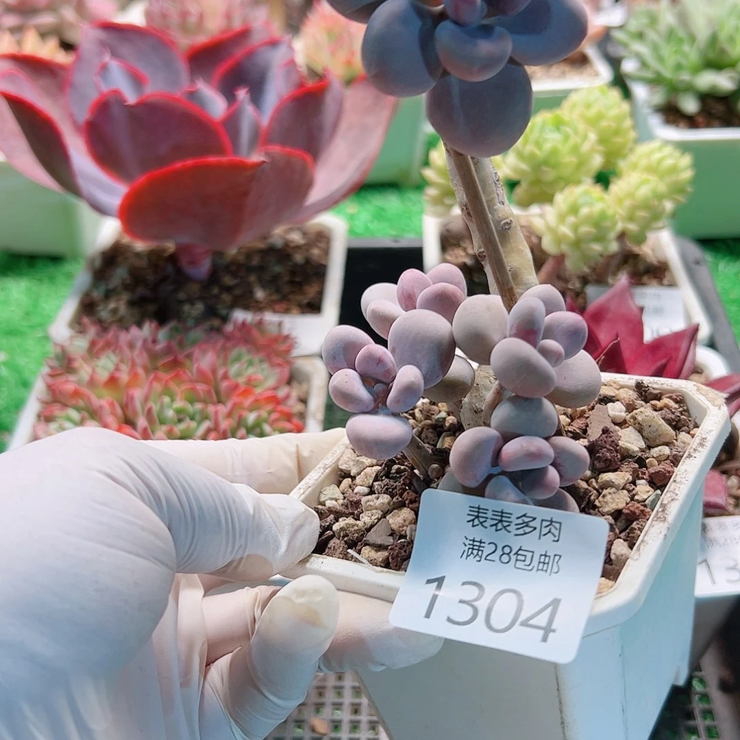 多肉一物一柏植物1304