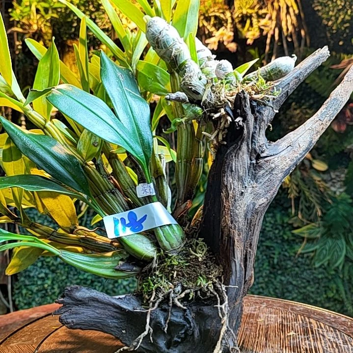 ?**丶118栗鳞贝母兰，麝香，翅萼花卉