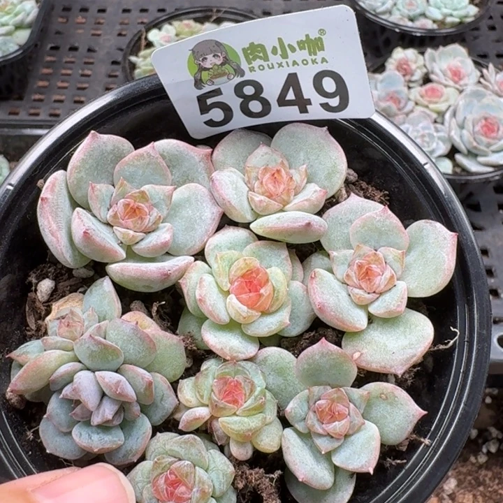 多肉植物多肉植物