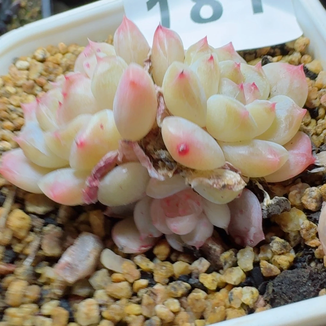 白巧冰魄秘境      愿你一路坦途，乘风破浪展宏图