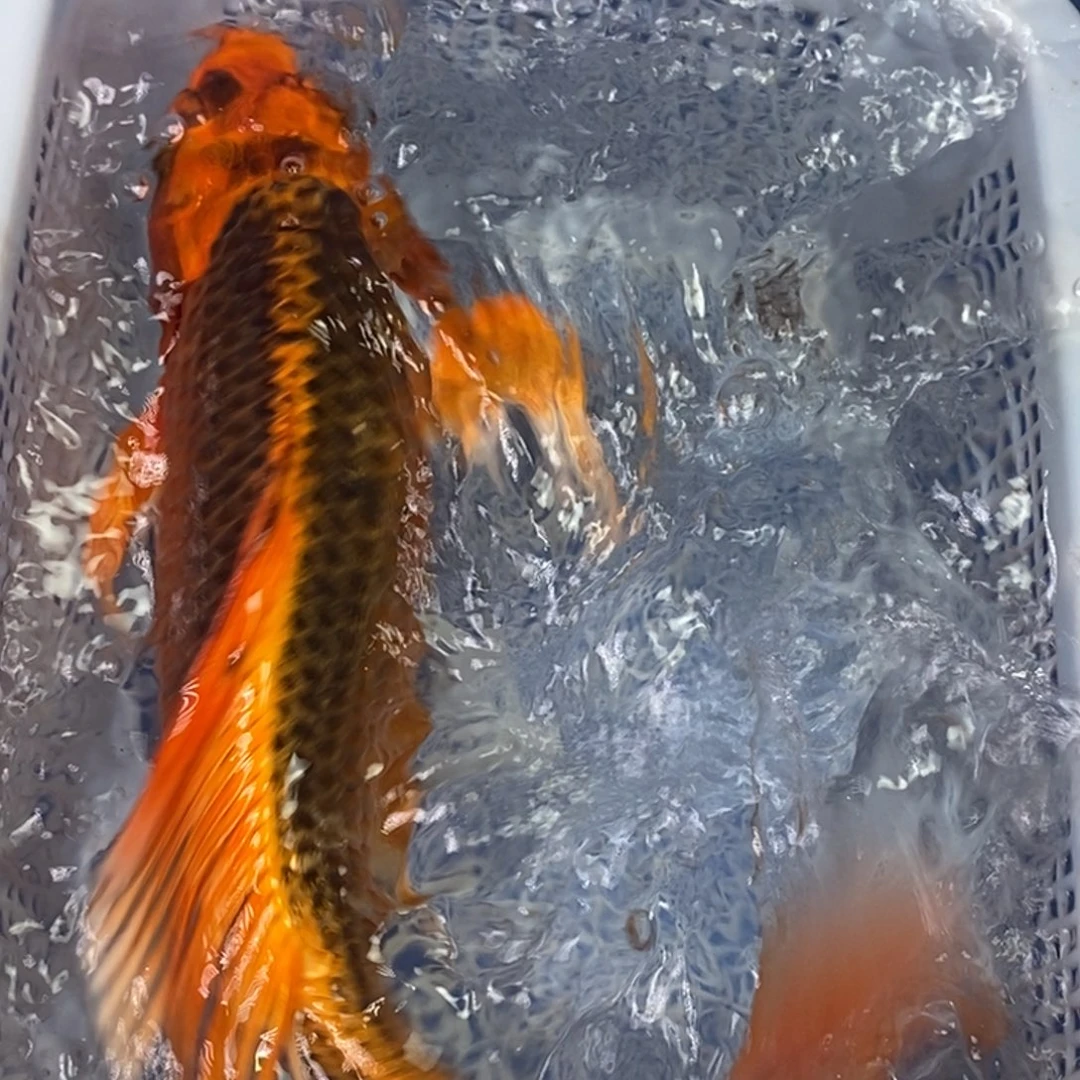 锦鲤冷水锦鲤包邮