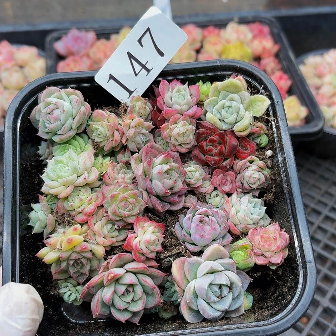 多肉植物多肉植物147