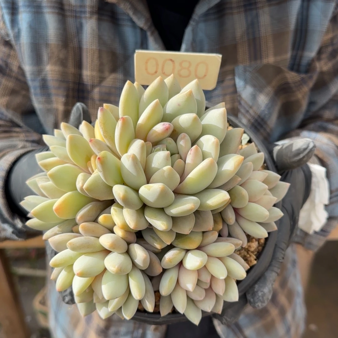 0080。    半夏群多肉