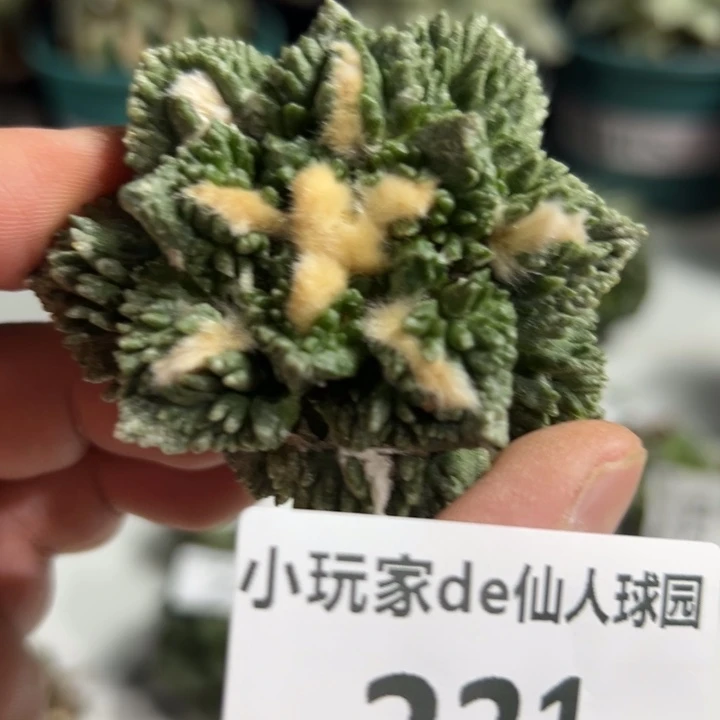 221节后发货 有根