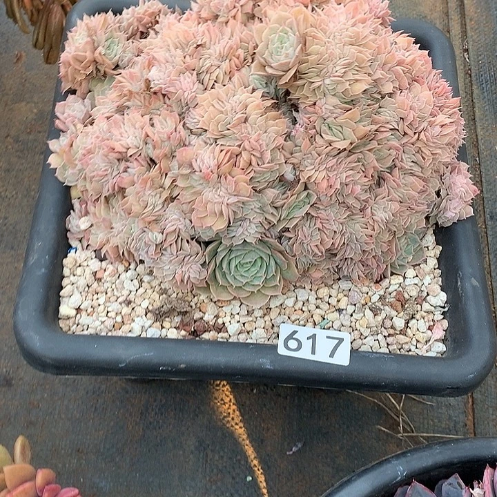 617昂斯诺缀化 一物一拍多肉