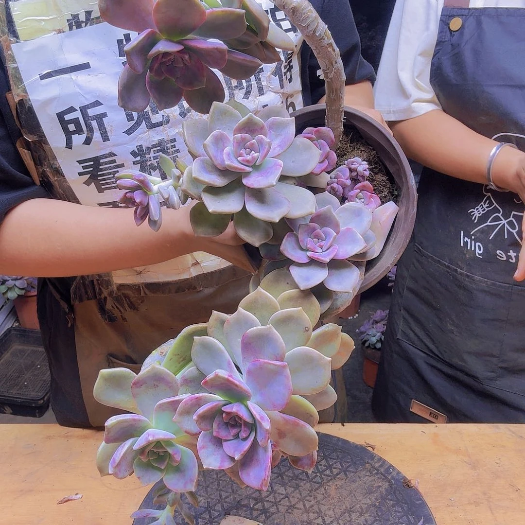 老庄子乐一物一拍，所见即所得实物与图片