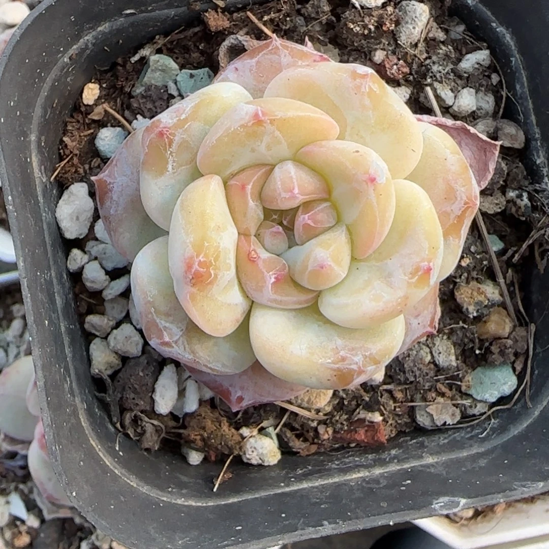 多肉小卡拉米糖心一物一拍