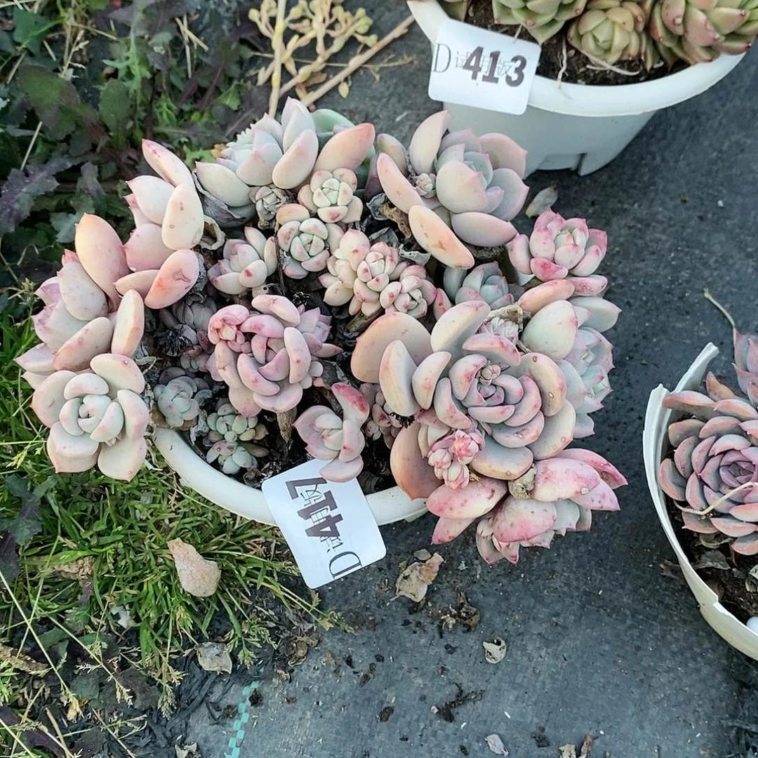 关*417格林多肉植物