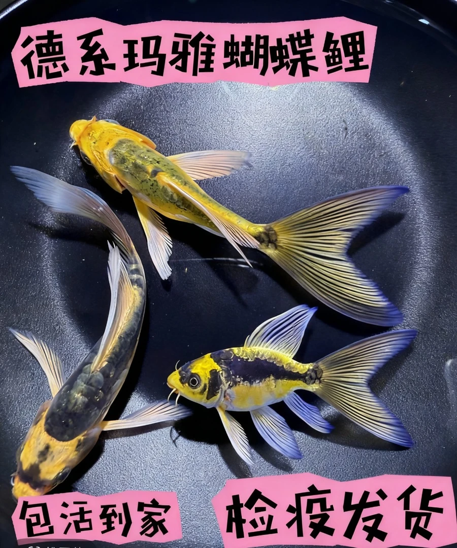 {七星高照}玛雅蝴蝶鲤台湾纯种德系玛雅冷水观赏鱼