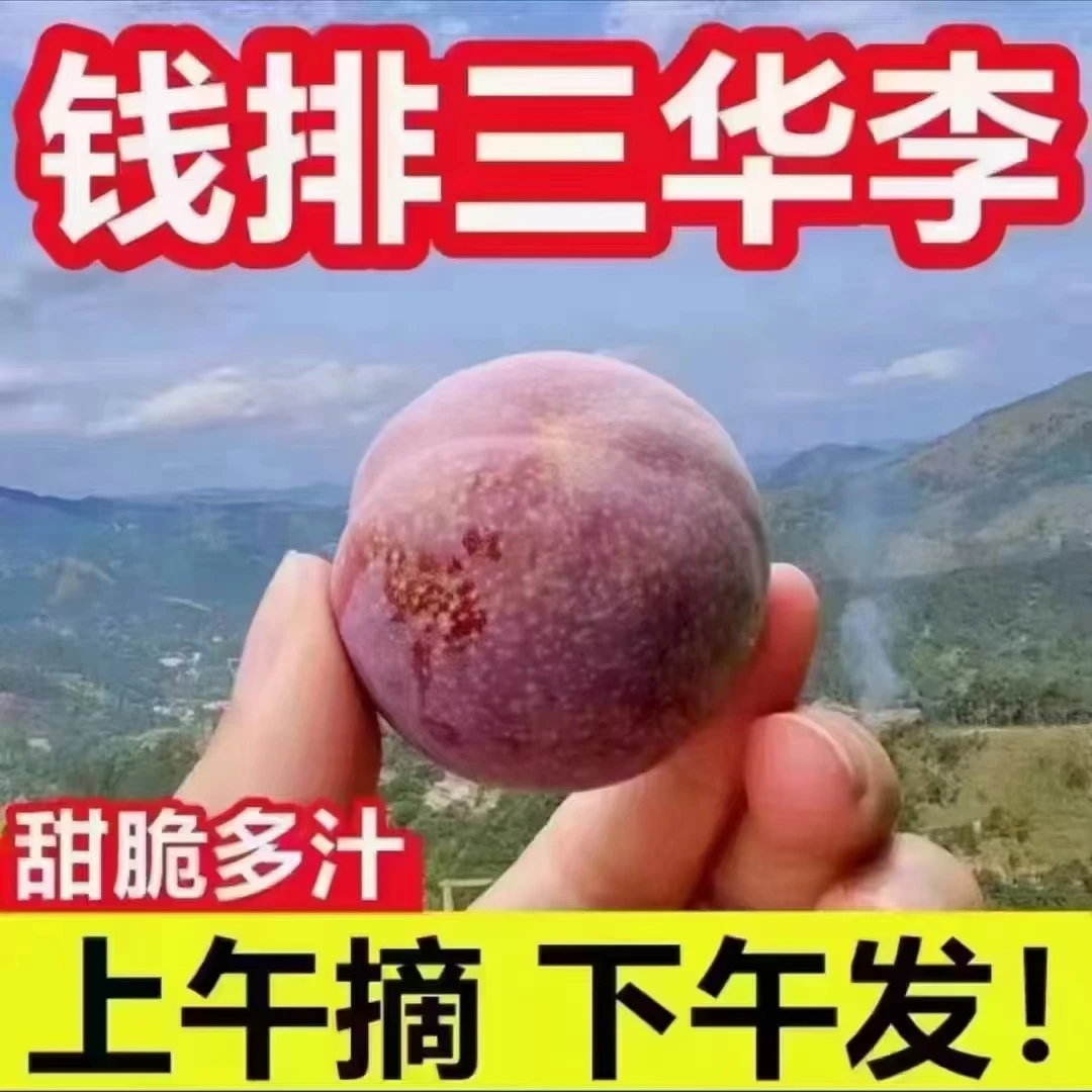 正宗广东钱排红心三华李新鲜采摘当季酸脆水果