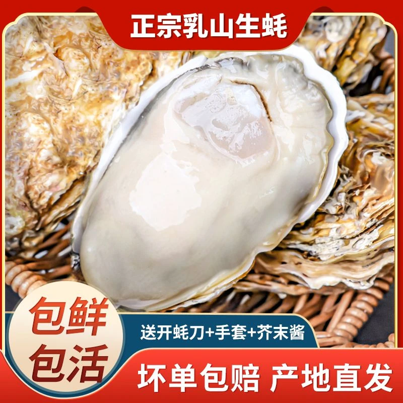 【Jolin徐婧专属】正宗乳山生蚝原产地新鲜5斤牡蛎精品级海蛎子