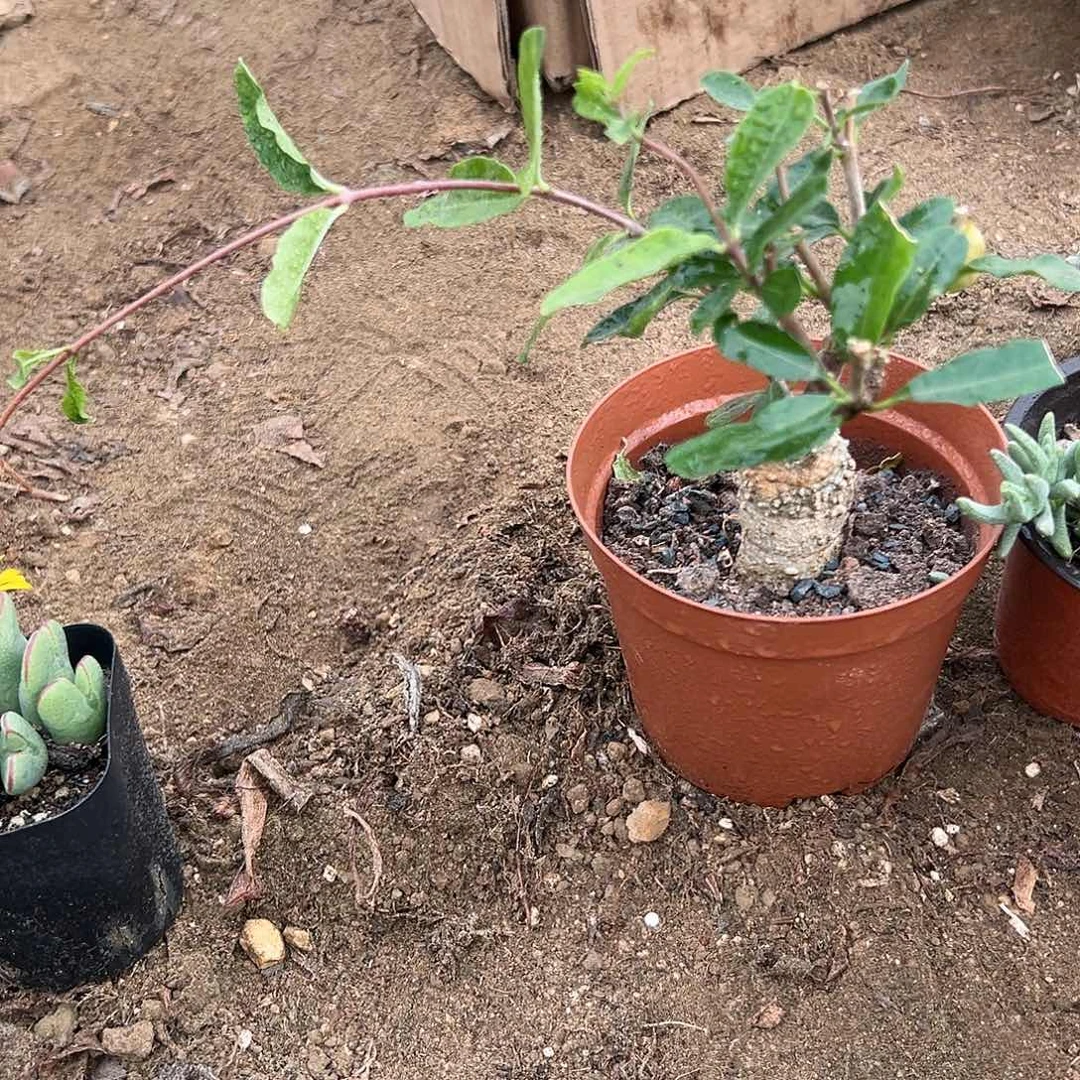 多肉植物火星人块根