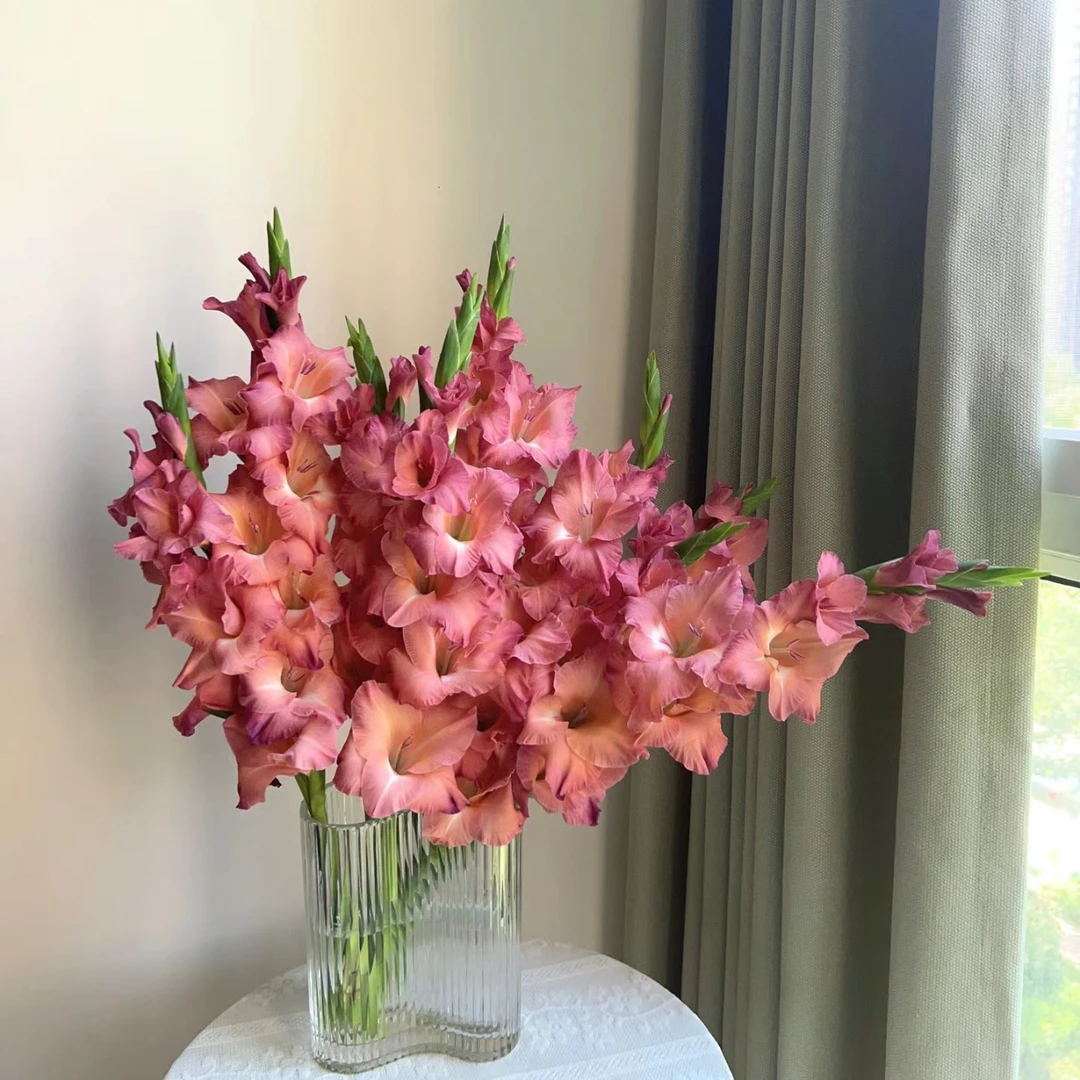 【杨鹏鲜花】复古巧克力 剑兰 云南鲜花包邮 生花苞发货