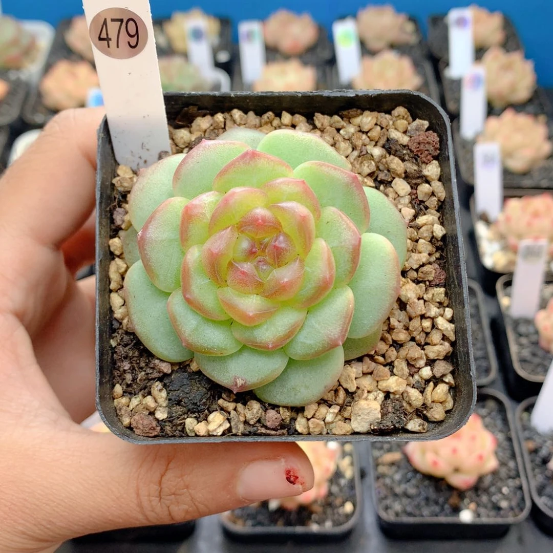 58包邮 群生不包整479