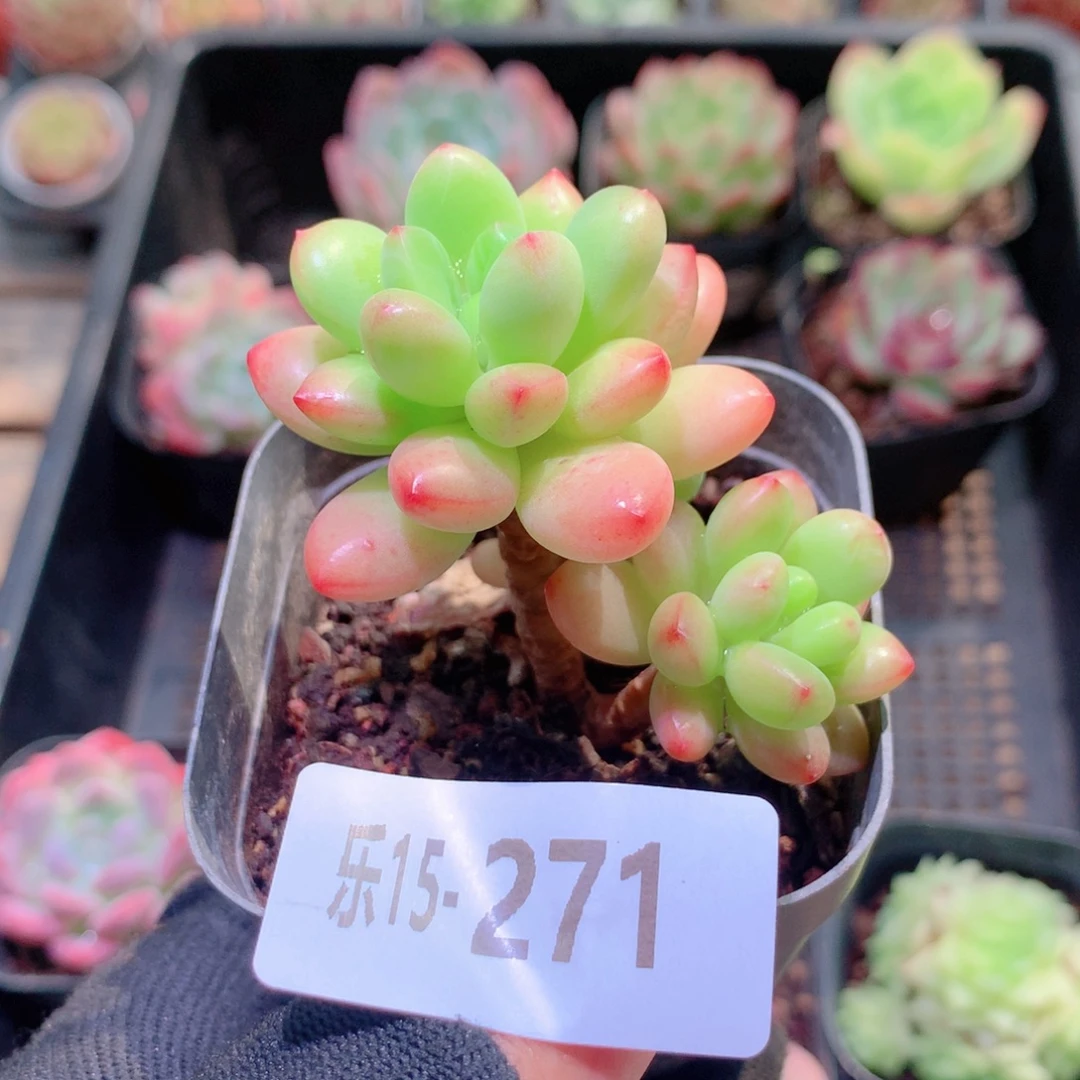 乐然15-271 香格里拉