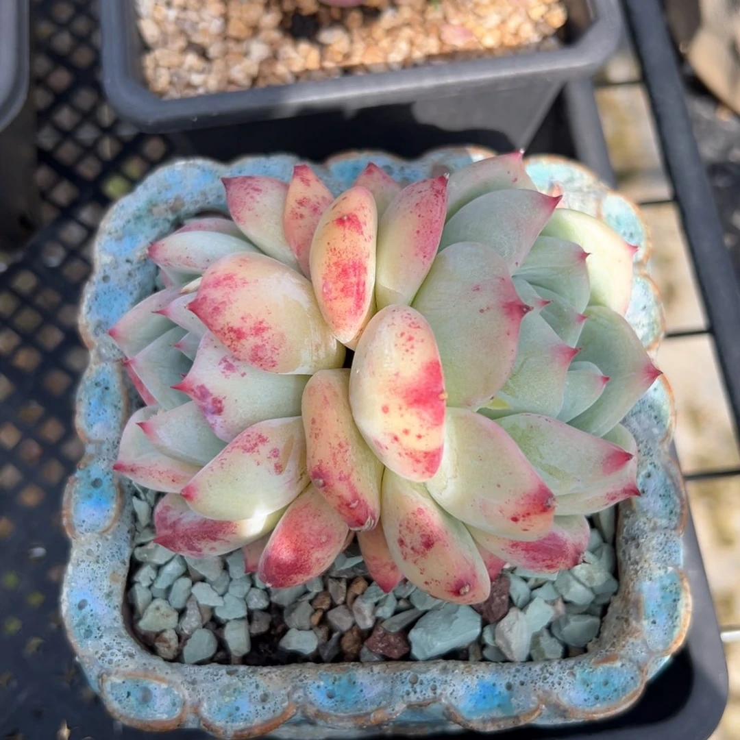杨*⌯白拉糖（满38包邮）多肉