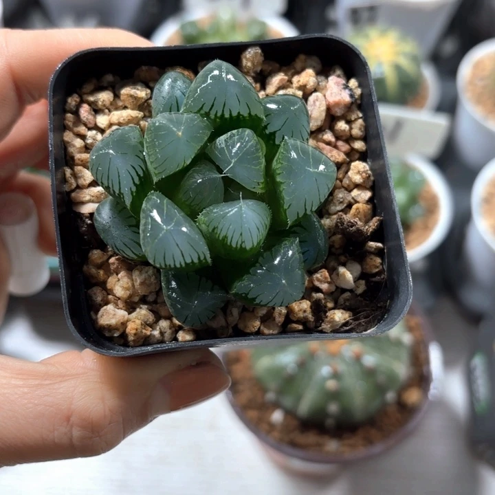 实生玉露多肉植物