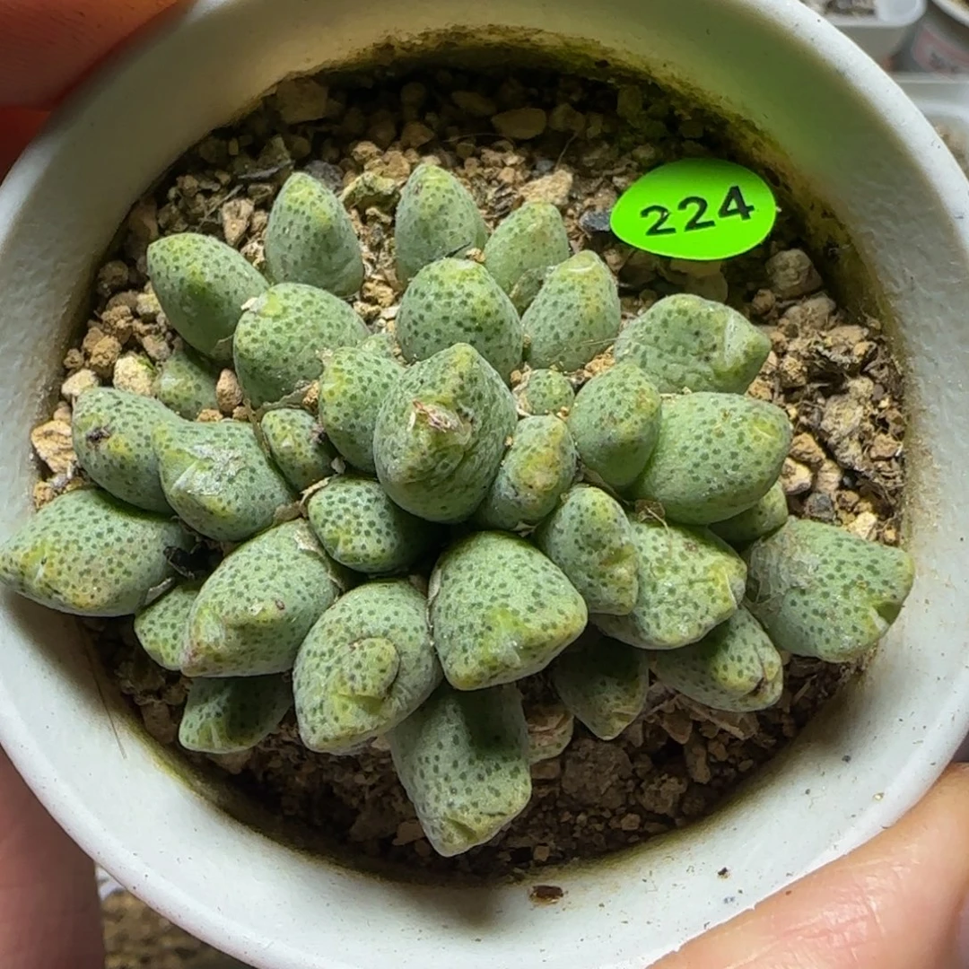 斑马群多肉植物224