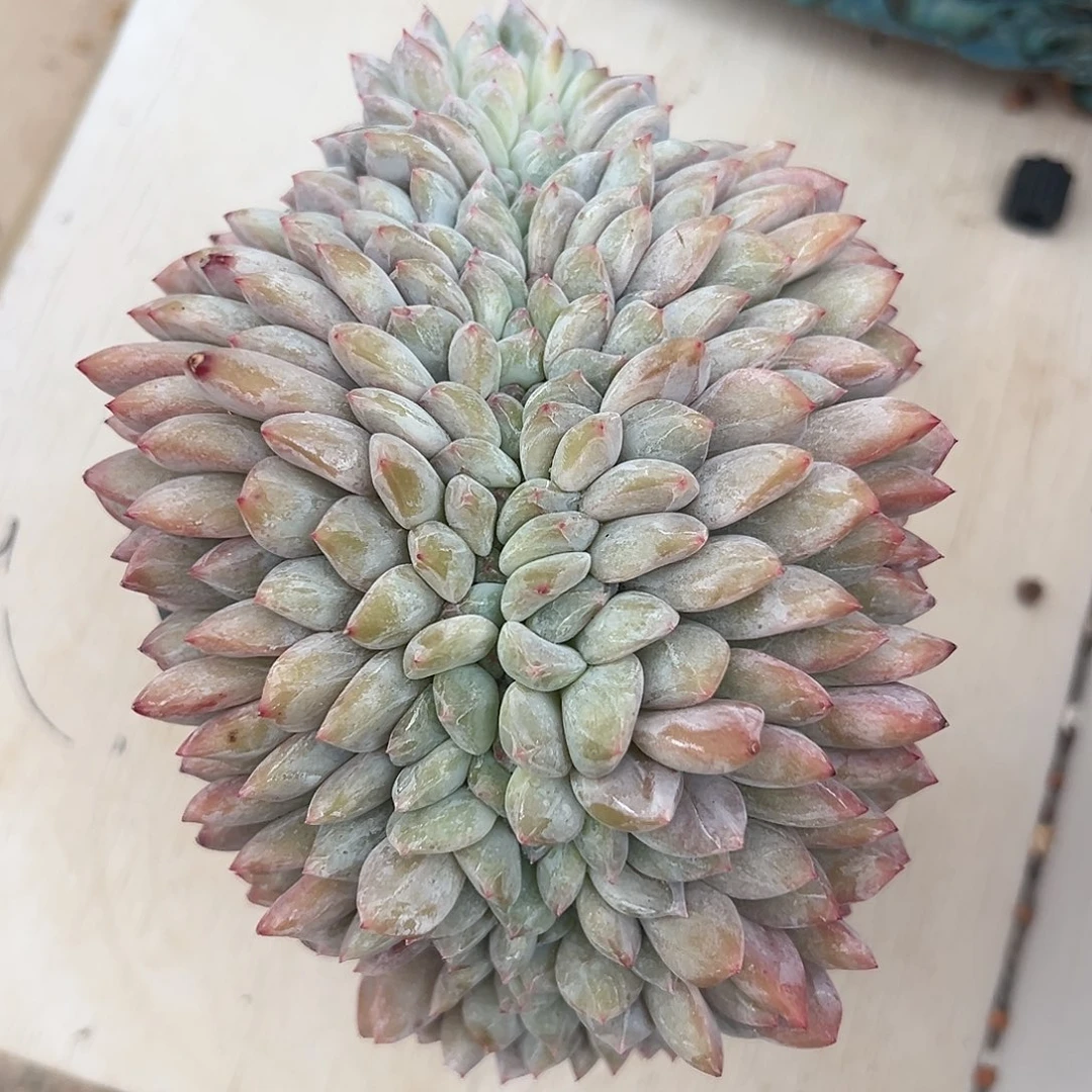 星影缀化多肉植物
