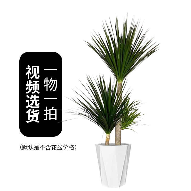 龙血树【黑珍珠太空铁】一物一拍客厅清新好养室内绿植办公室龙须树