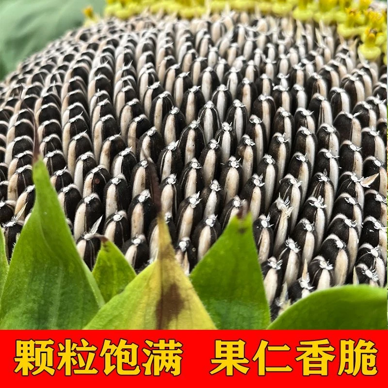 25年现摘向日葵瓜子盘新鲜葵花籽葵瓜葵盘原味嫩生瓜子葵花头