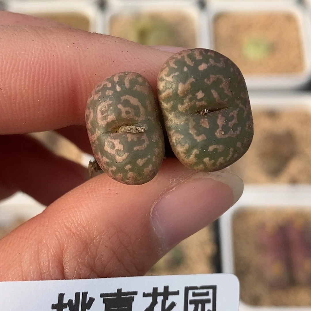 0101-12-朱雀88折。