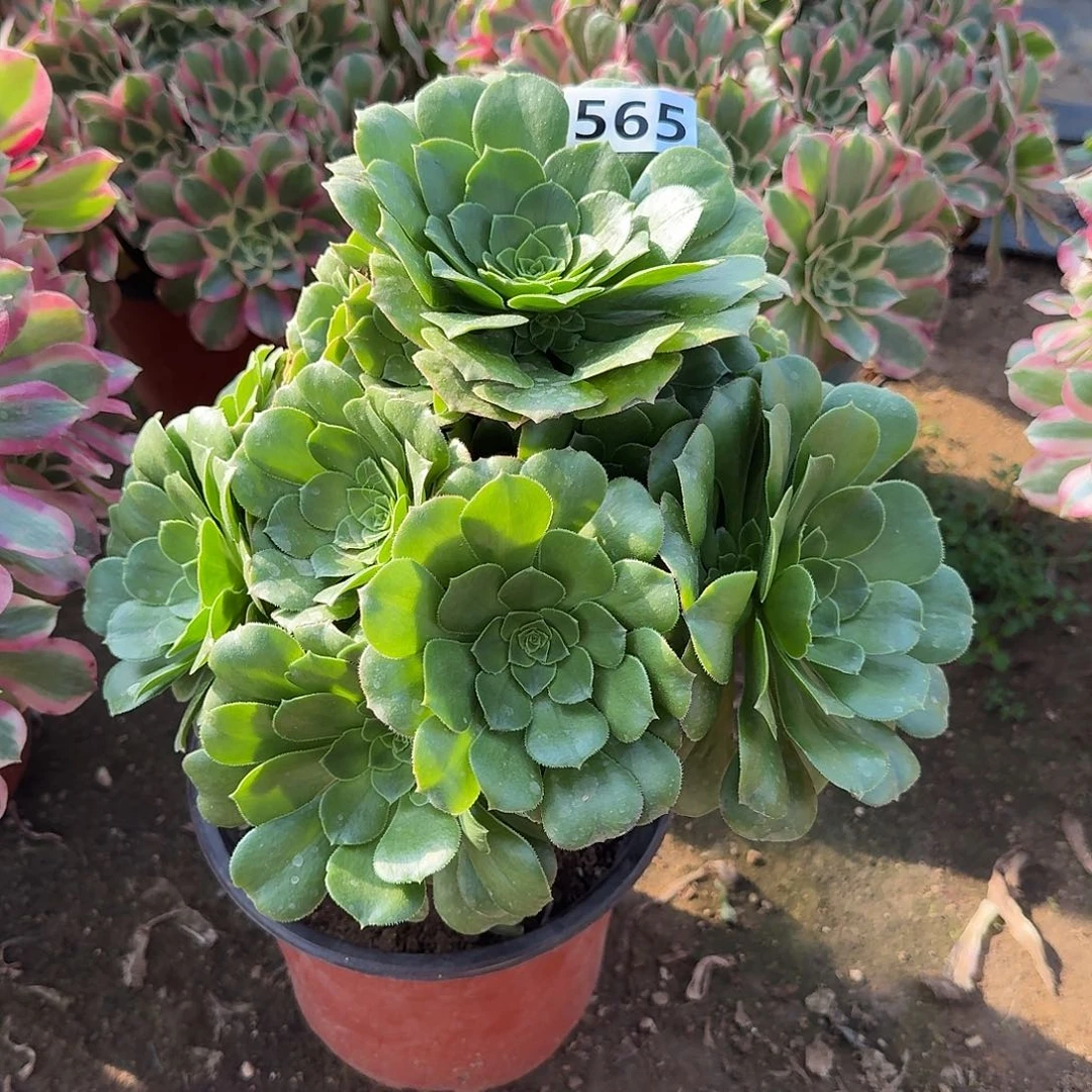 多肉植物绿羊绒565