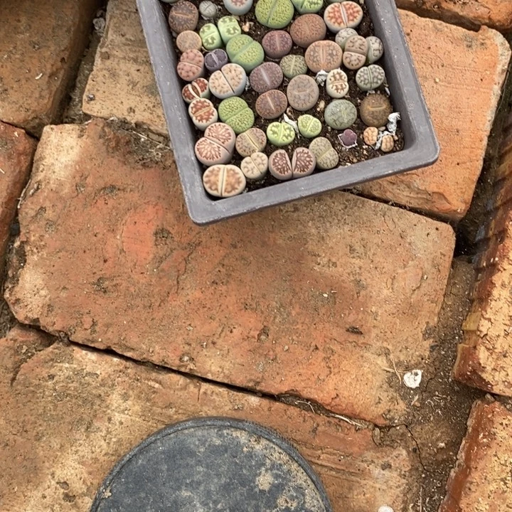 冰***生石花的季节是最好109