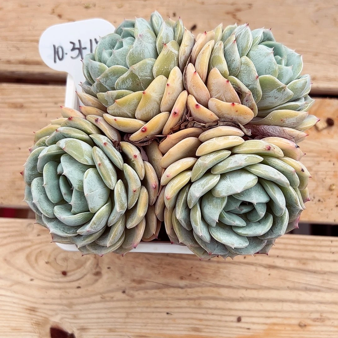 1031-15劳林群。。。。。