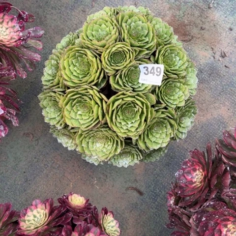 依****店349碧玉莲朵朵多肉