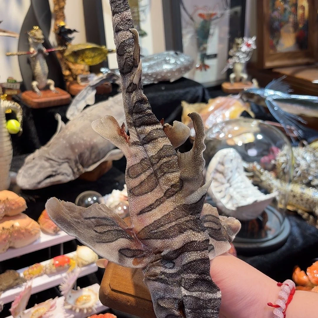 真实豹纹虎鲨标本