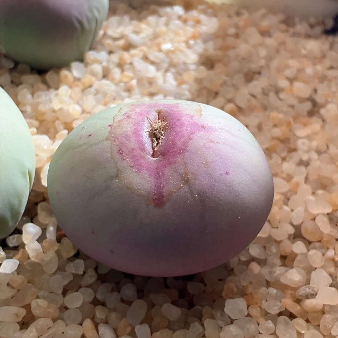 860优选1014大型红嘴