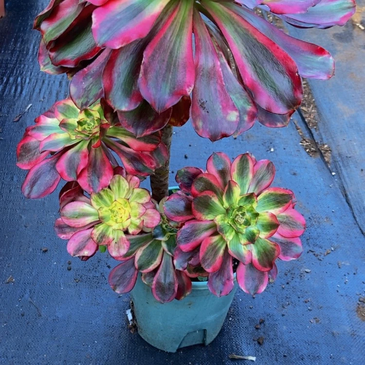 【闪购商品】不****叔6281巫毒白多肉