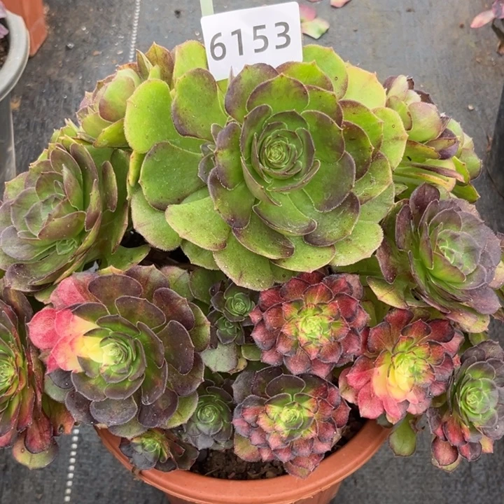 海王七彩特价多肉发货