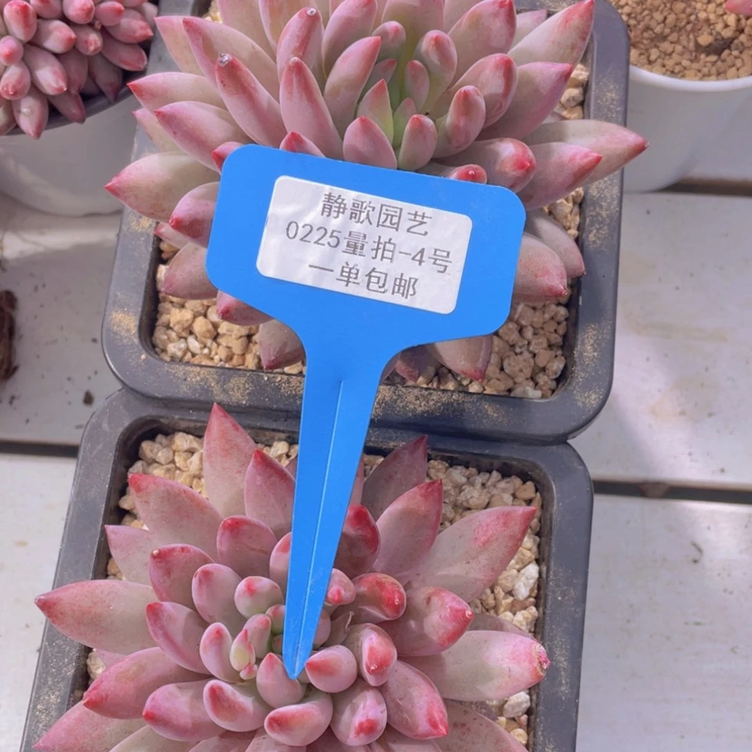 0225-4-虞美人大单头母本一颗